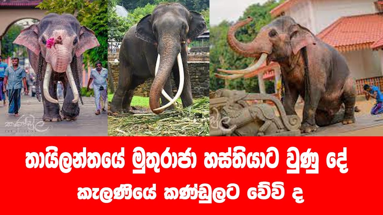 කැළණියේ කළණගේ අමුතු සෙල්ලම්