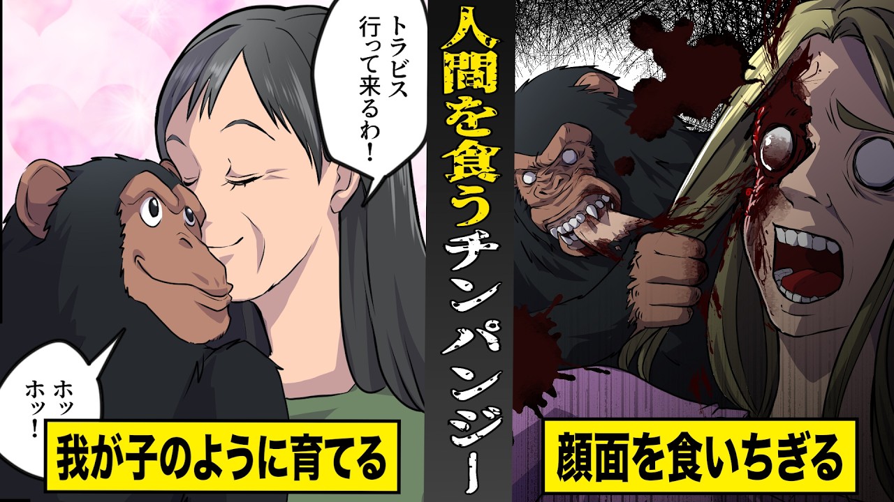 【実話】我が子のように育てたチンパンジーが...人間の顔面を食いちぎる。恐怖のトラビス事件。