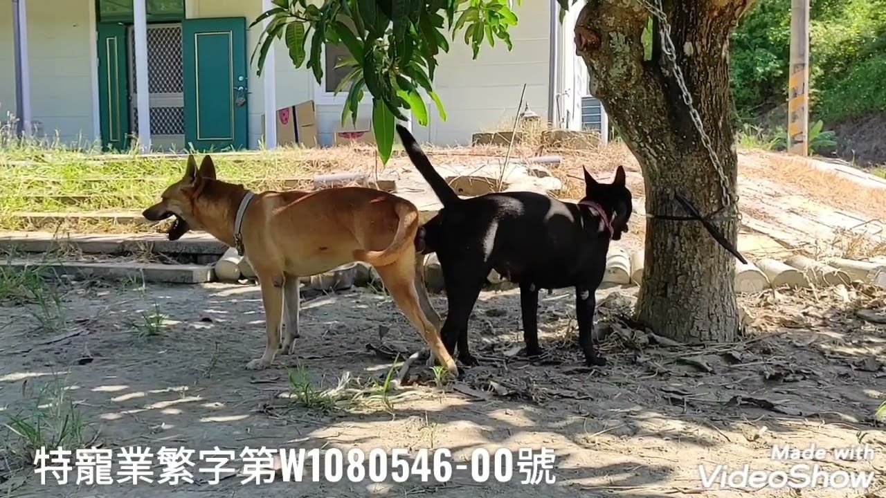 台灣土狗，聰明好教顧家親人
