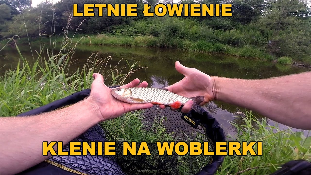 LETNIE KLENIE NA SPINNING 2023 | KLENIE Z MAŁEJ RZEKI NA WOBLERY | RZEKA BIAŁA TARNOWSKA 🎣