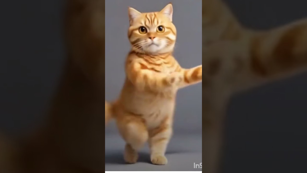 #beats #automobile #remix #cutecatcute cat #mtoto #tujko #remix