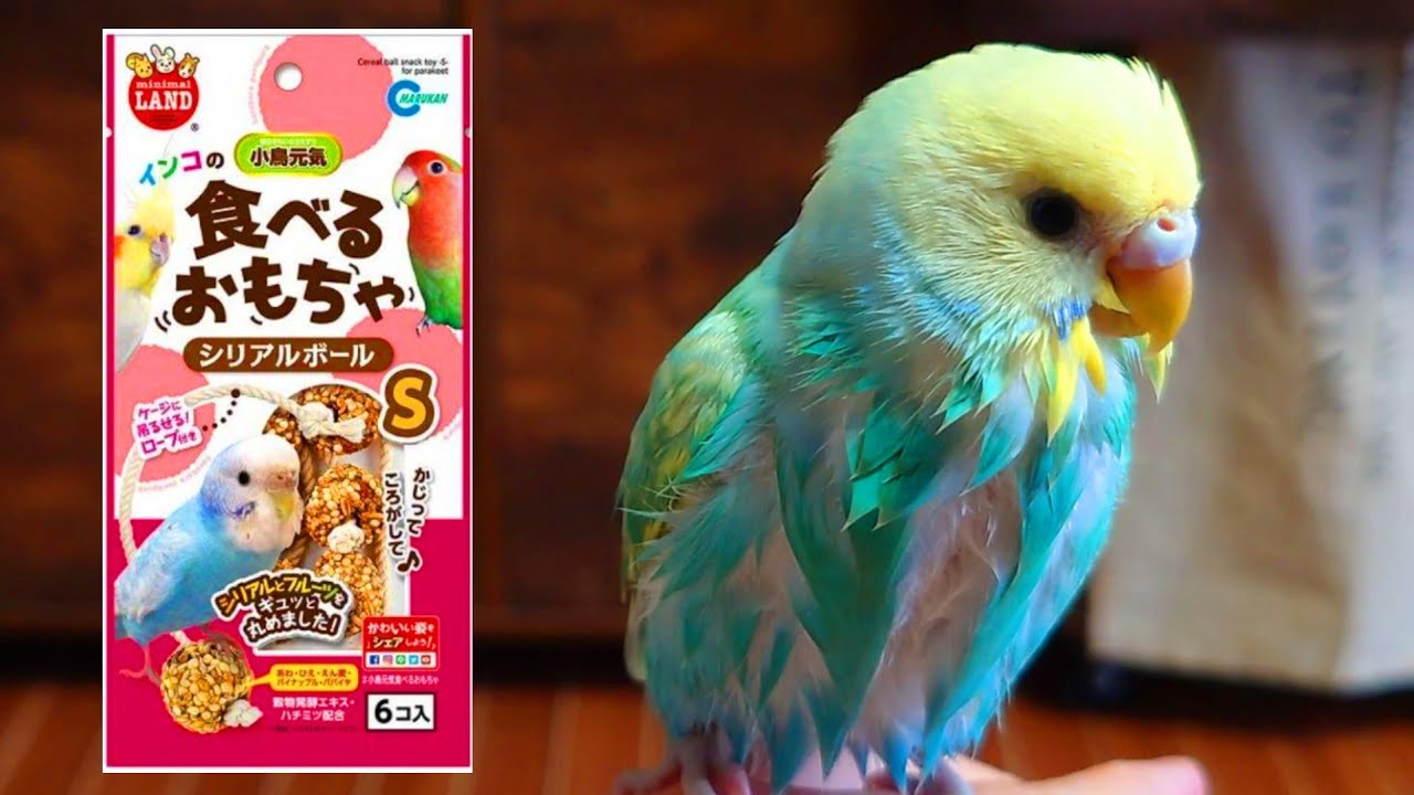 オヤツの食べ方が賢過ぎて驚きました/生後81日目/セキセイインコの中雛