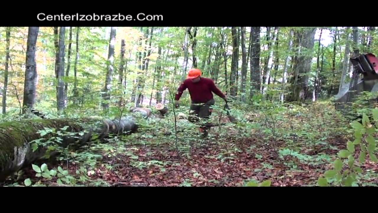 Gozdarstvo 6. del - Podiranje bukev