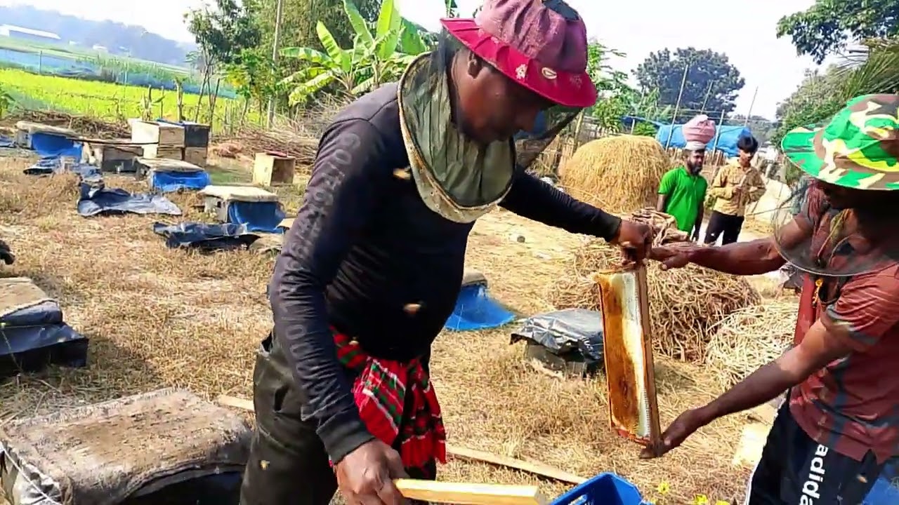 সরিষা ফুলের মধু।প্রথম হারভেস্ট করা হচ্ছে যাদের লাগবে যোগাযোগ করতে পারেন  