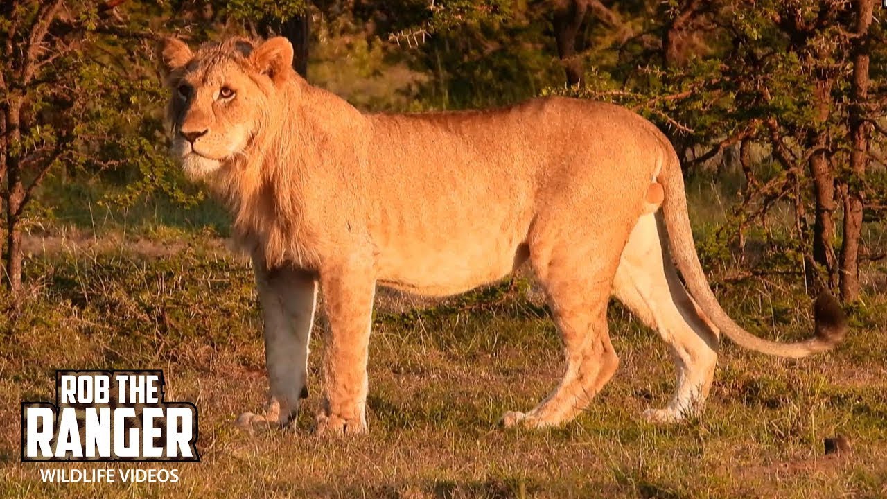 Roaming Ormoti Young Lions In The Glowing Morning Light | Lalashe Mara Ripoi Safari