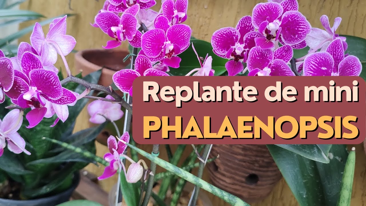 Mini Phalaenopsis - Cuidados e replantes após a compra