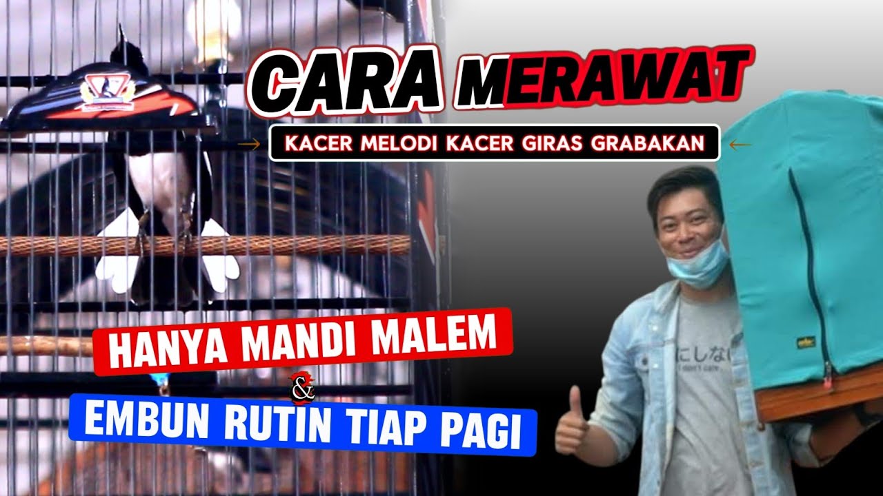 CARA MERAWAT KACER MELODI KACER GIRAS BERAWAL DARI GALAK SAMPE SETABIL JUARA TINGKAT RT📌ADITYA DM