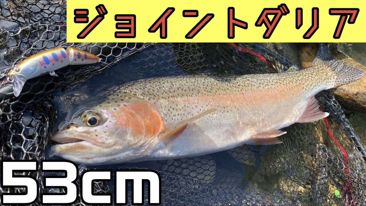 D3カスタムルアーズのジョイントダリアで実釣！