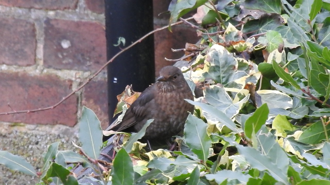 My Little Blackbird & Others. Feed the birds UK 12 02 26