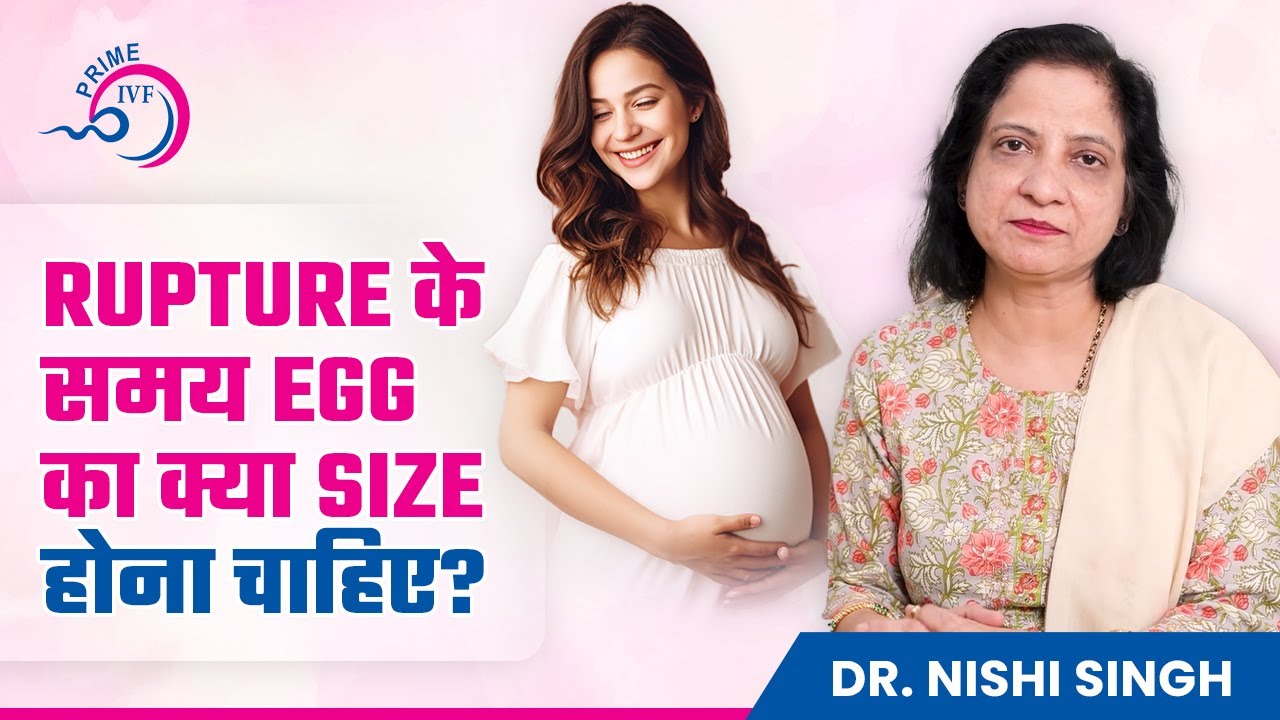 What should be the size of the egg at the time of rupture | Optimal Egg Size for Pregnancy | Prim...