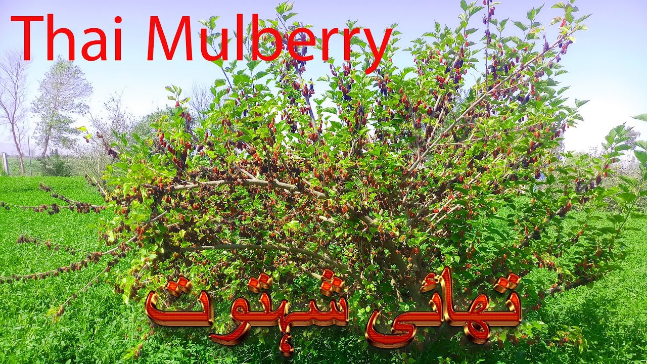 Thai Mulberry - Shahtoot - Loaded with Fruit - Morus nigra - Engineer Ka Bagh #gardening
