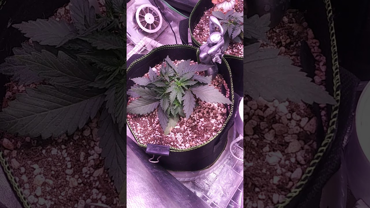 Autoflower run season 3. ep.1