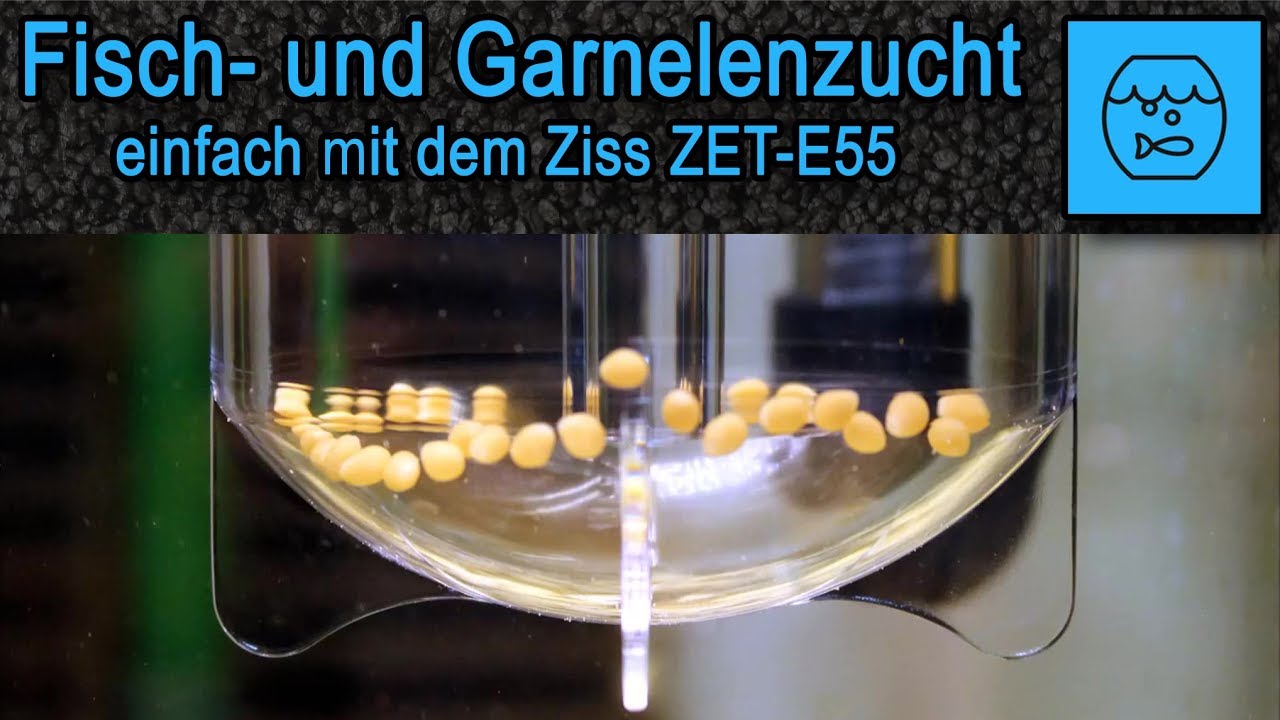 Ziss Egg Tumbler - Inkubator für Fische und Garnelen - Zucht Tipps - Produkt Unboxing Test - deutsch