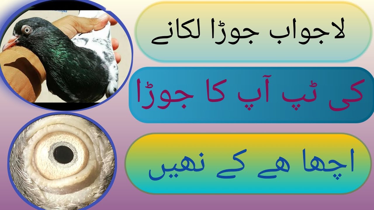 kboter Acha hay Madi Fald dar hy  bachay udhay gay ky nai