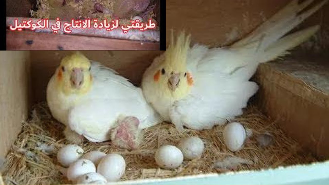 انتاج طيور الكوكتيل من الالف الى الياء