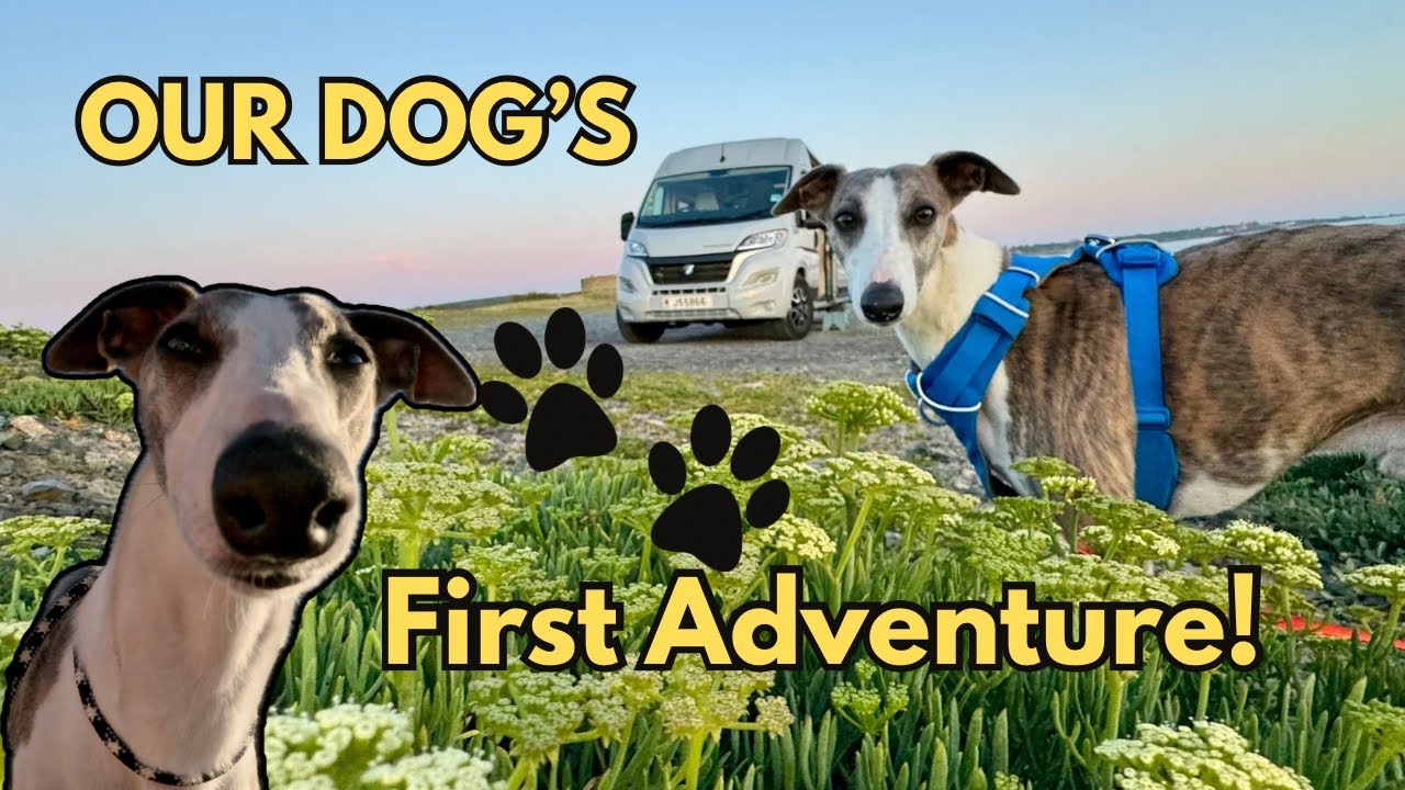 We Take Our Whippet On His FIRST CAMPERVAN Adventure 