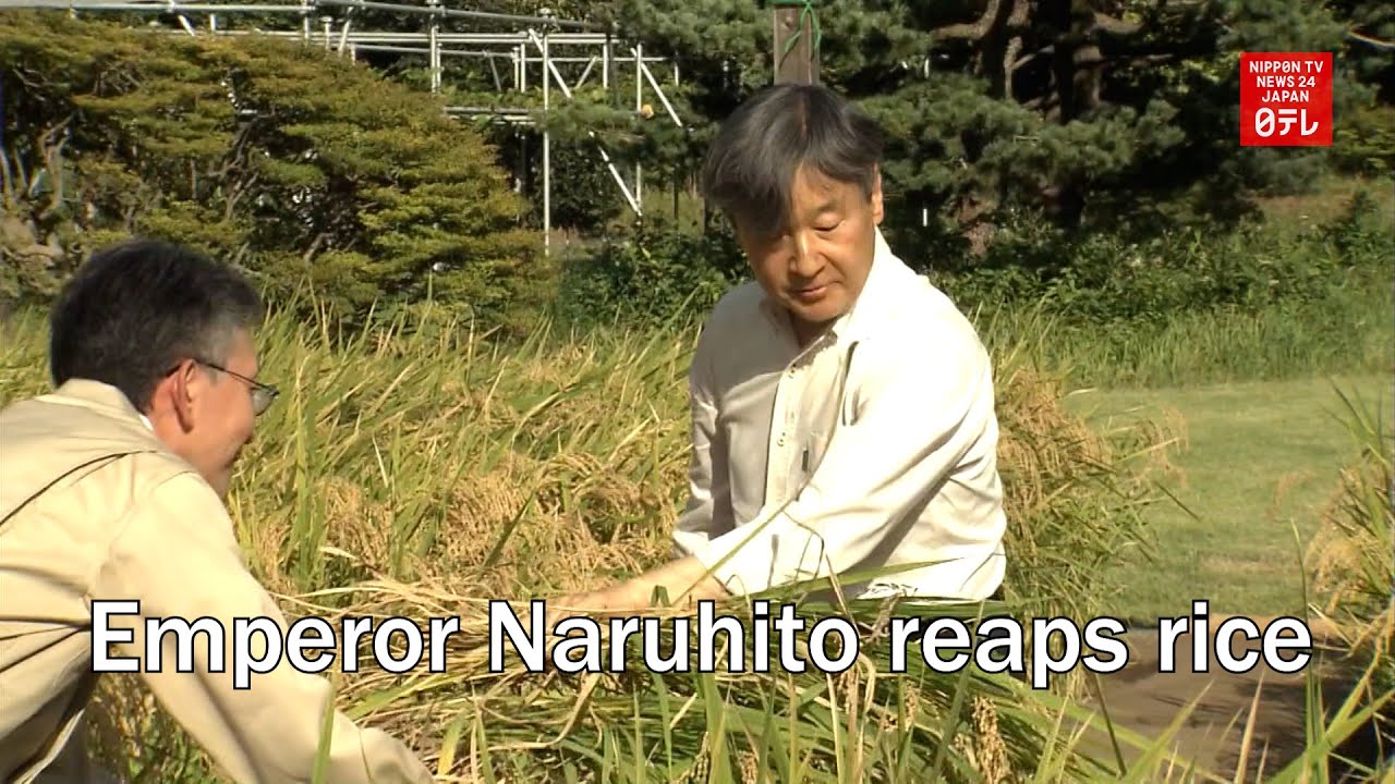 Emperor Naruhito reaps rice