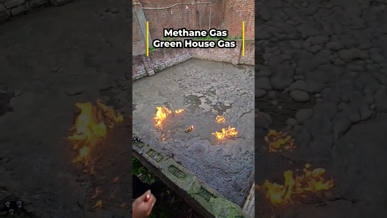 Pig Waste to Methane Gas 