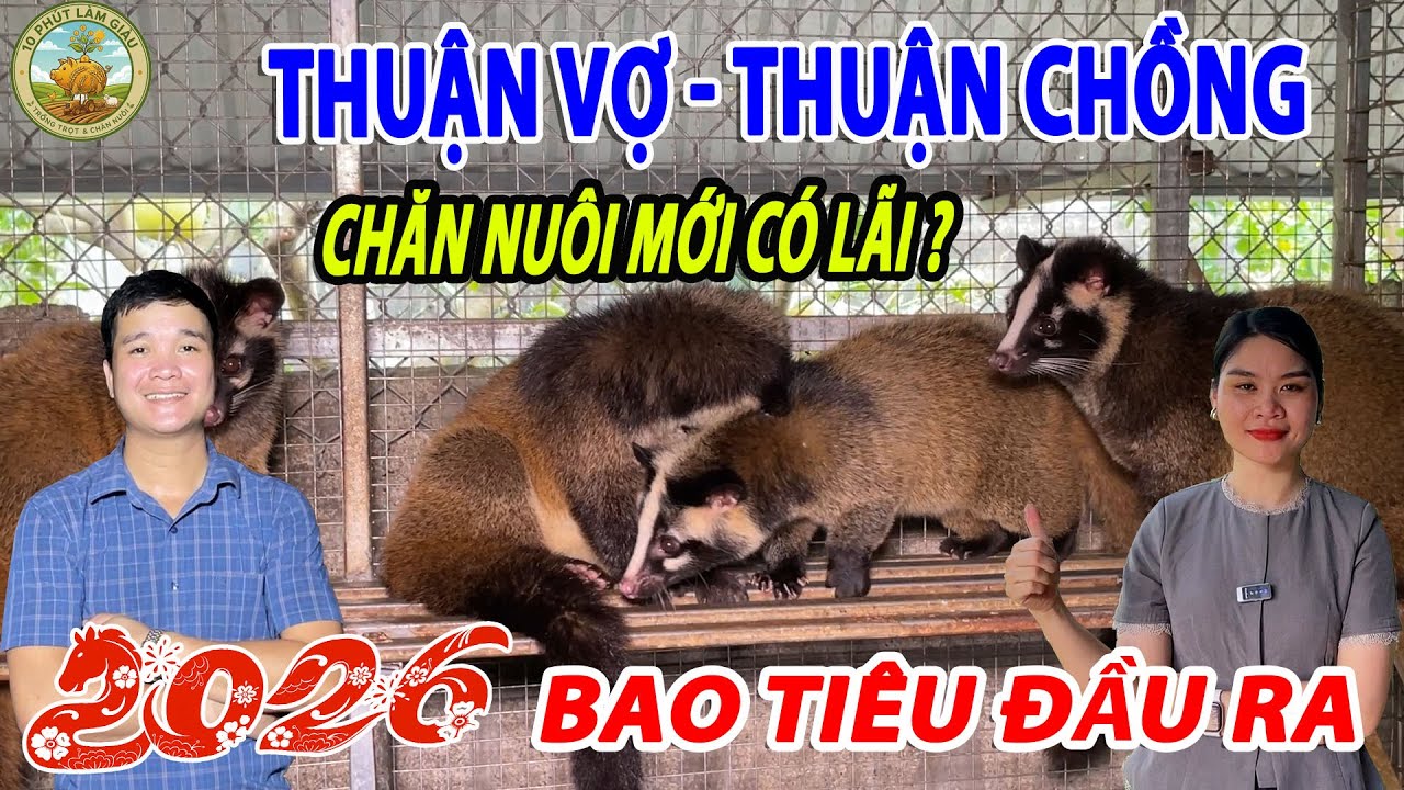 THUẬN VỢ - THUẬN CHỒNG CHĂN NUÔI MỚI CÓ LÃI  ? 2026 BAO TIÊU ĐẦU RA  |10 PHÚT LÀM GIÀU