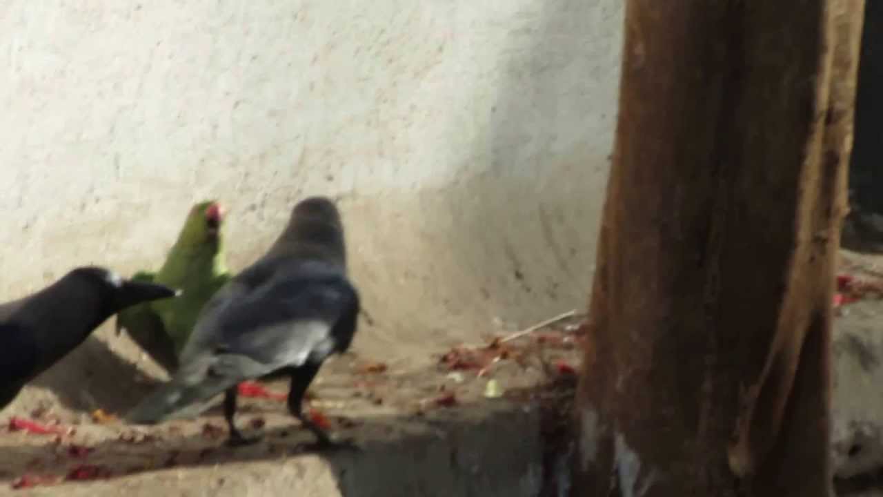 Crow and Parrot Fighting