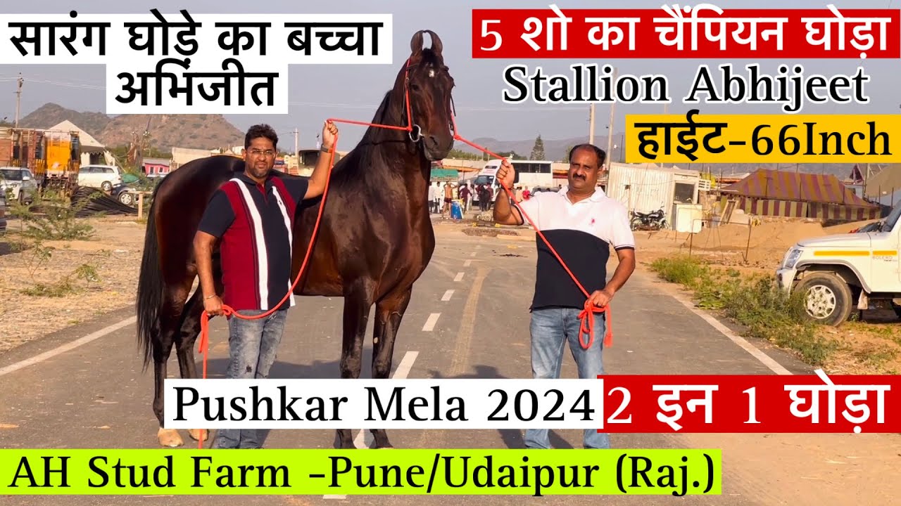 पुष्कर मेले मैं आया 5 शो का विनर सारंग घोड़े का 66इंच का अभिजीत घोड़ा ! #PushkarMela2024