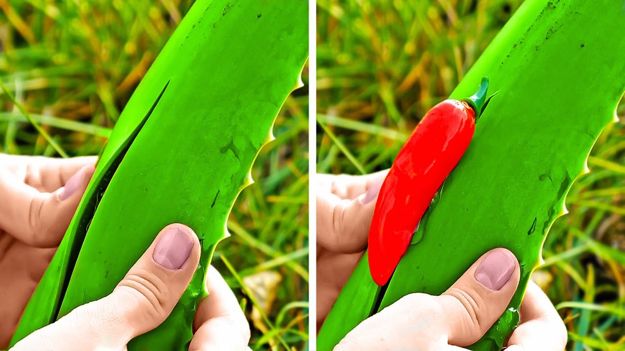 Fantastic Plant Hacks And DIY Gardening Ideas