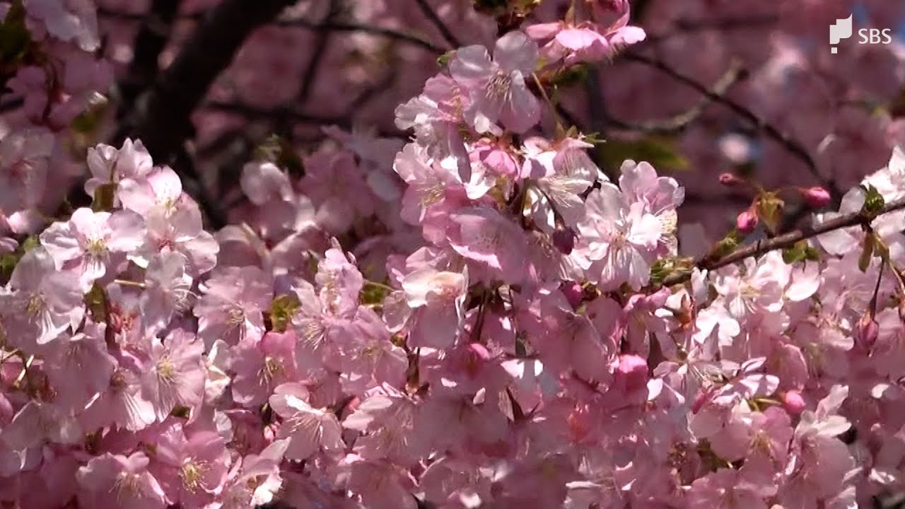 【河津桜】ようやく“見頃宣言” 河原で偶然発見から70周年 ライトアップもスタート＝静岡・河津町