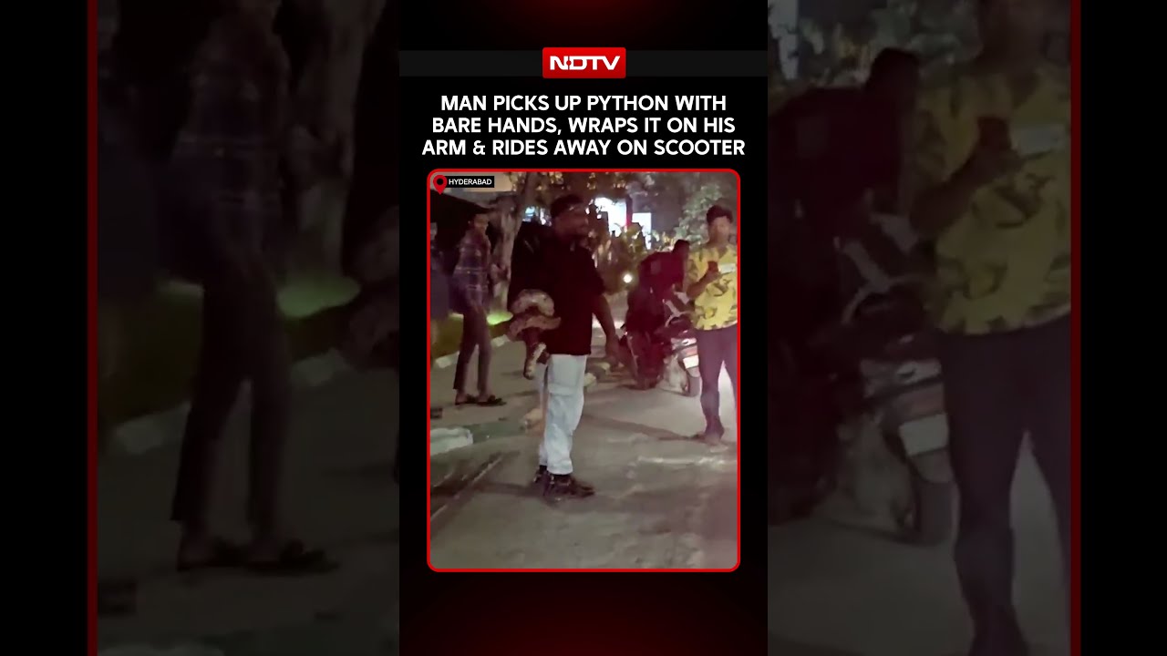 On Cam: Man Catches Python Snake With Bare Hands Rides Away On Scooter With Snake Wrapped On His Arm