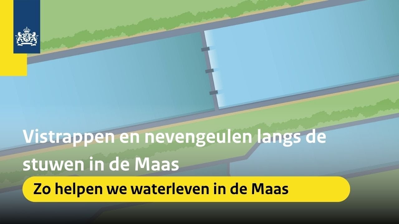 Vistrappen en nevengeulen langs de stuwen in de Maas | Animatie