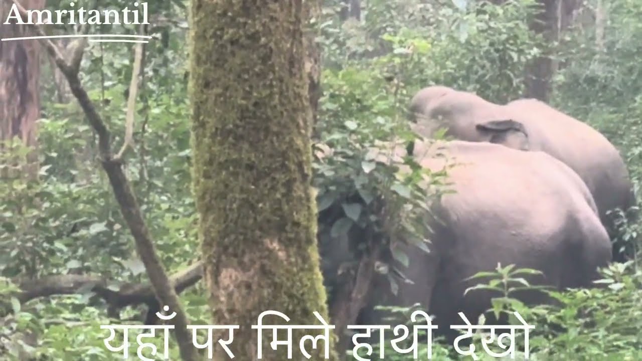 New vlog #jimcorbeet like share&suscribe comment funny vlog elephant dhika sara bhai ❤️❤️😱😱