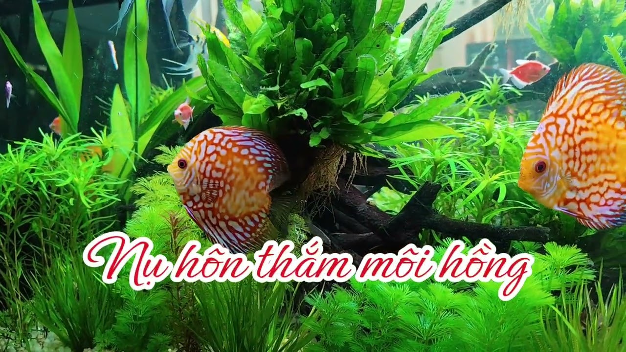 TÌNH ANH - Rock ballad PAD AI