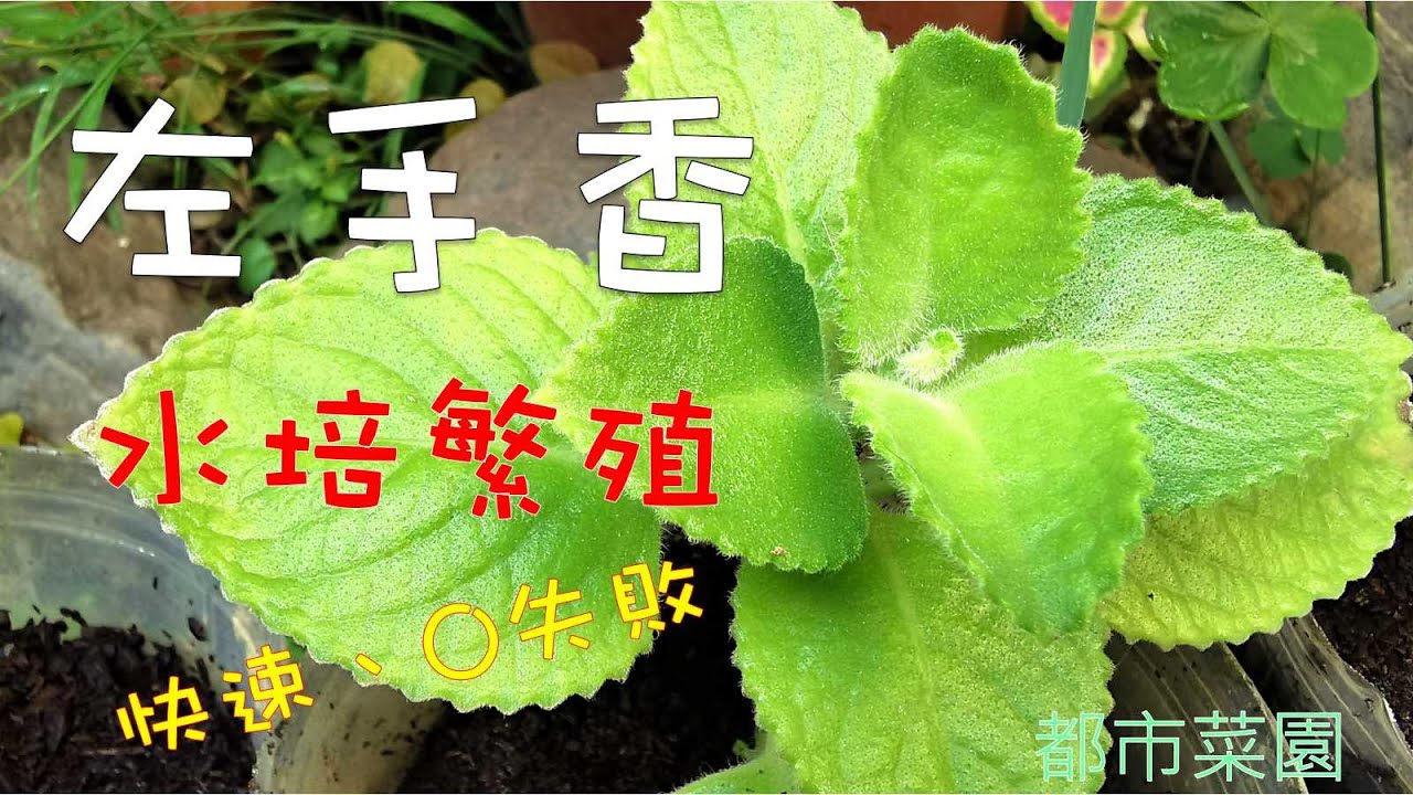 【都市菜園】左手香水培繁殖，超級好種的香草植物