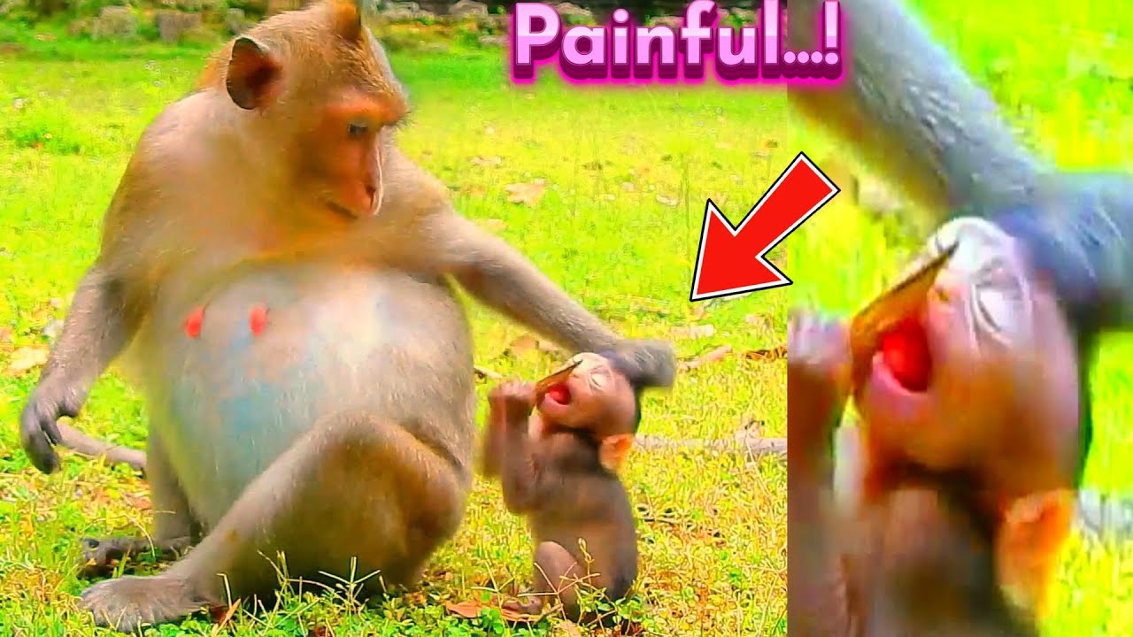 Painful Heart! Really Got Bully Innocent Baby, Draya...! Baby Collection Clip Two Weeks Ago...!