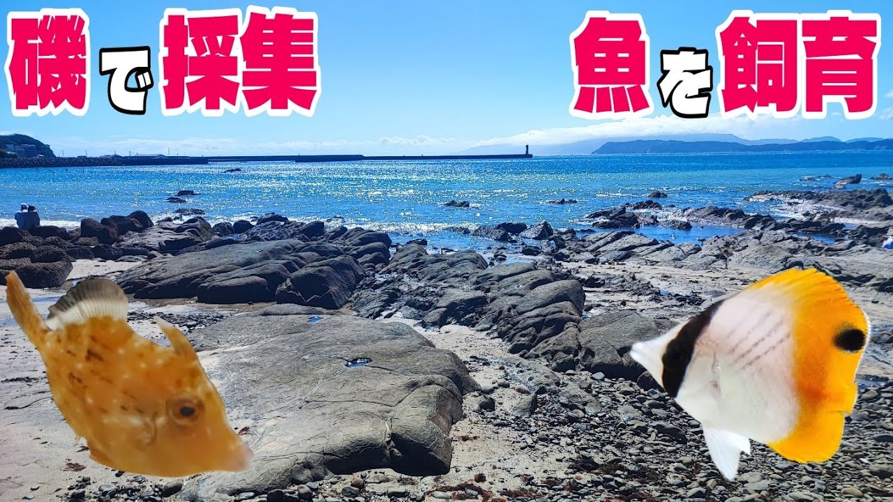 磯で採集した魚を水槽で飼育する！注意点や方法を紹介