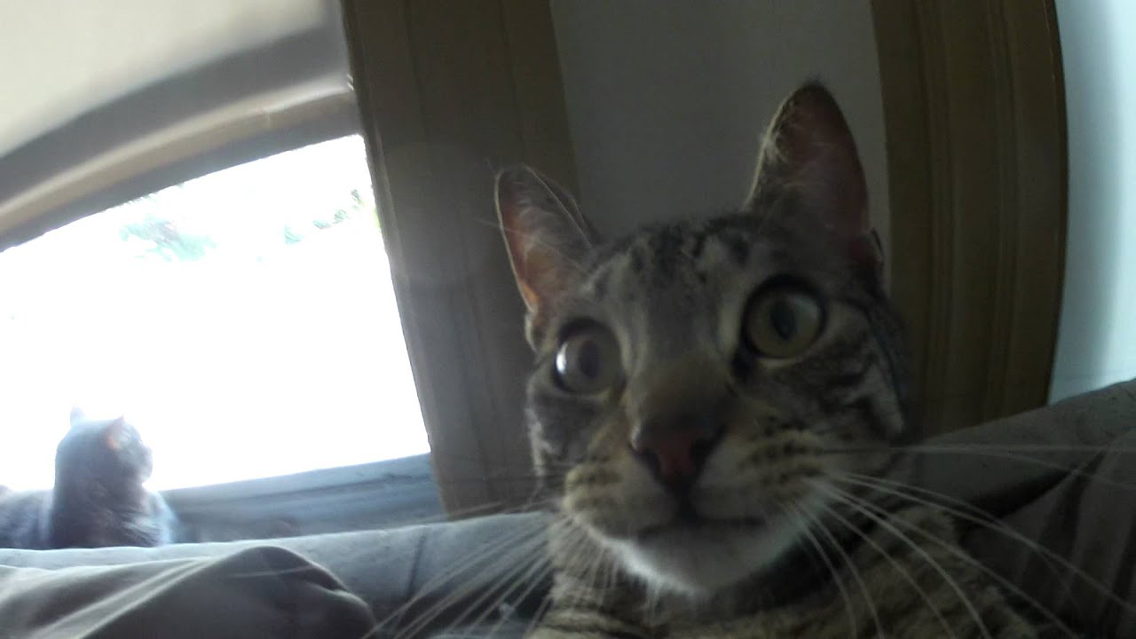 My Cat Tried to Eat My GoPro Hero2