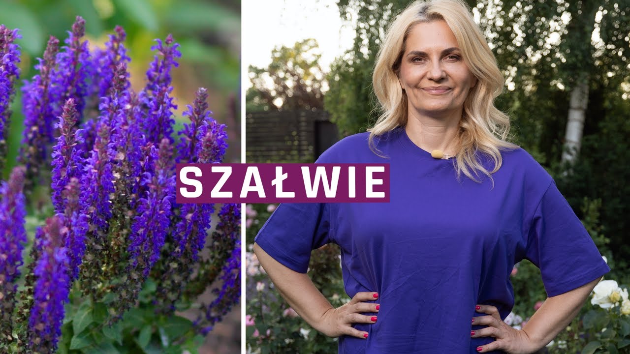 Jakie szałwie kwitną w moim ogrodzie. Szałwia - odmiany, uprawa, stanowisko.
