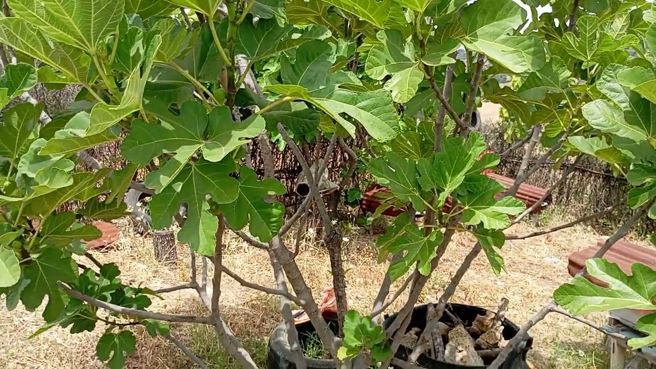 لا تغيب كثيرا عن منحلك  للمبتدئين#bee #beekeeping #nature