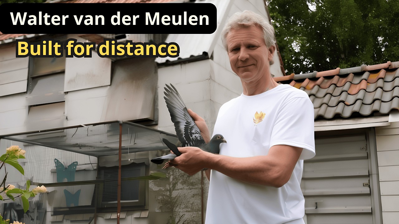 The Van der Meulen Marathon Pigeon | The Bloodline That Dominated Barcelona