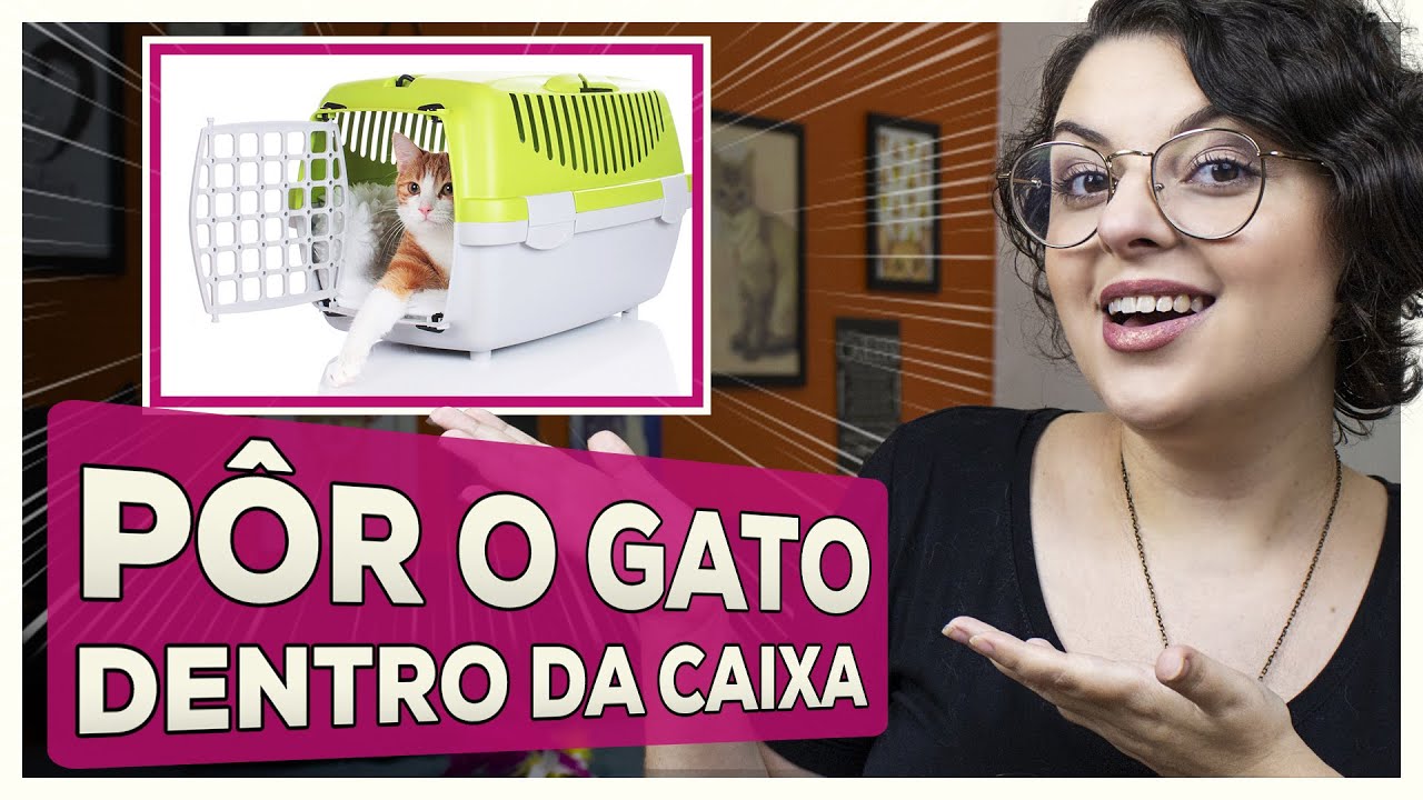 COMO Colocar o Gato DENTRO na Caixa de Transporte | Dica de Gateira