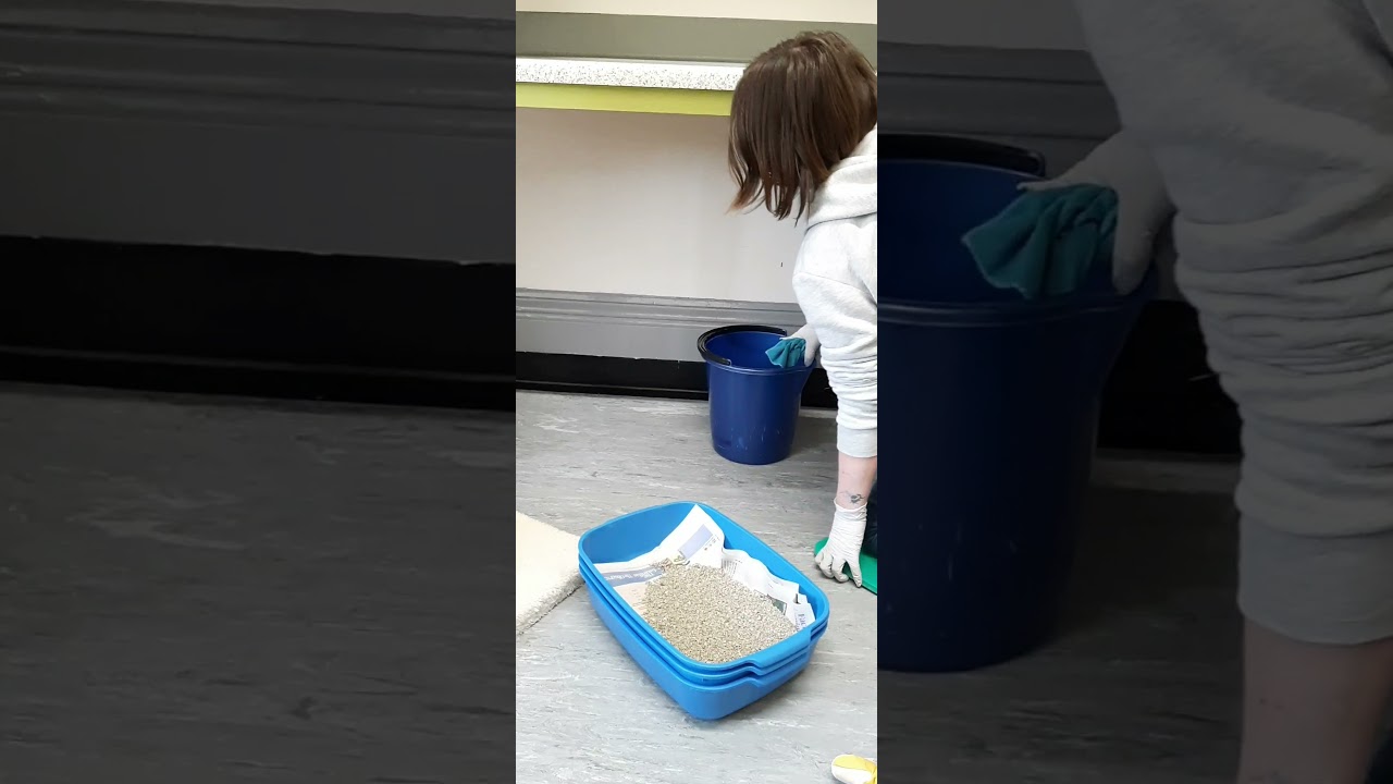 The Sheffield Cats Shelter - Morning Cat Room Duties - 