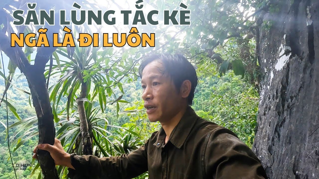 Lý Tử Lanh Treo Leo Vách Đá Nguy Hiểm Săn Lùng Tắc Kè