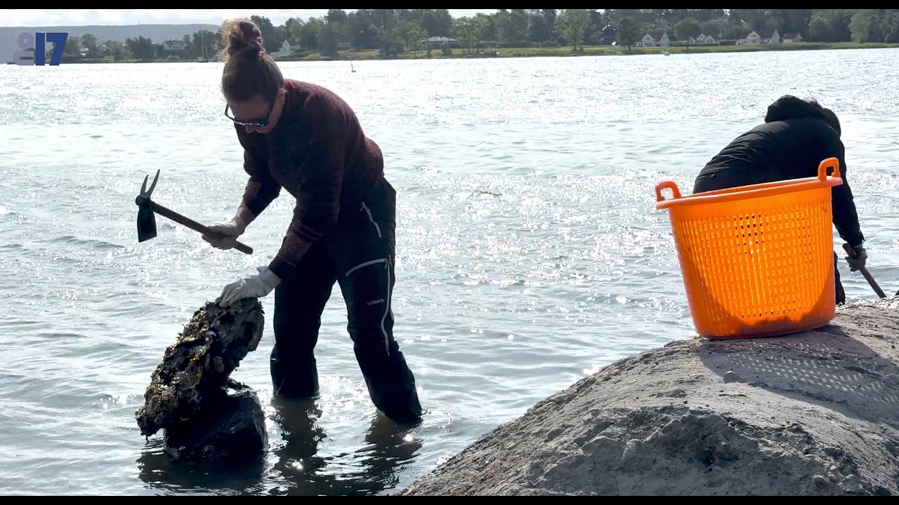 Sanking av stillehavsøsters på Hvalstrand juni -25