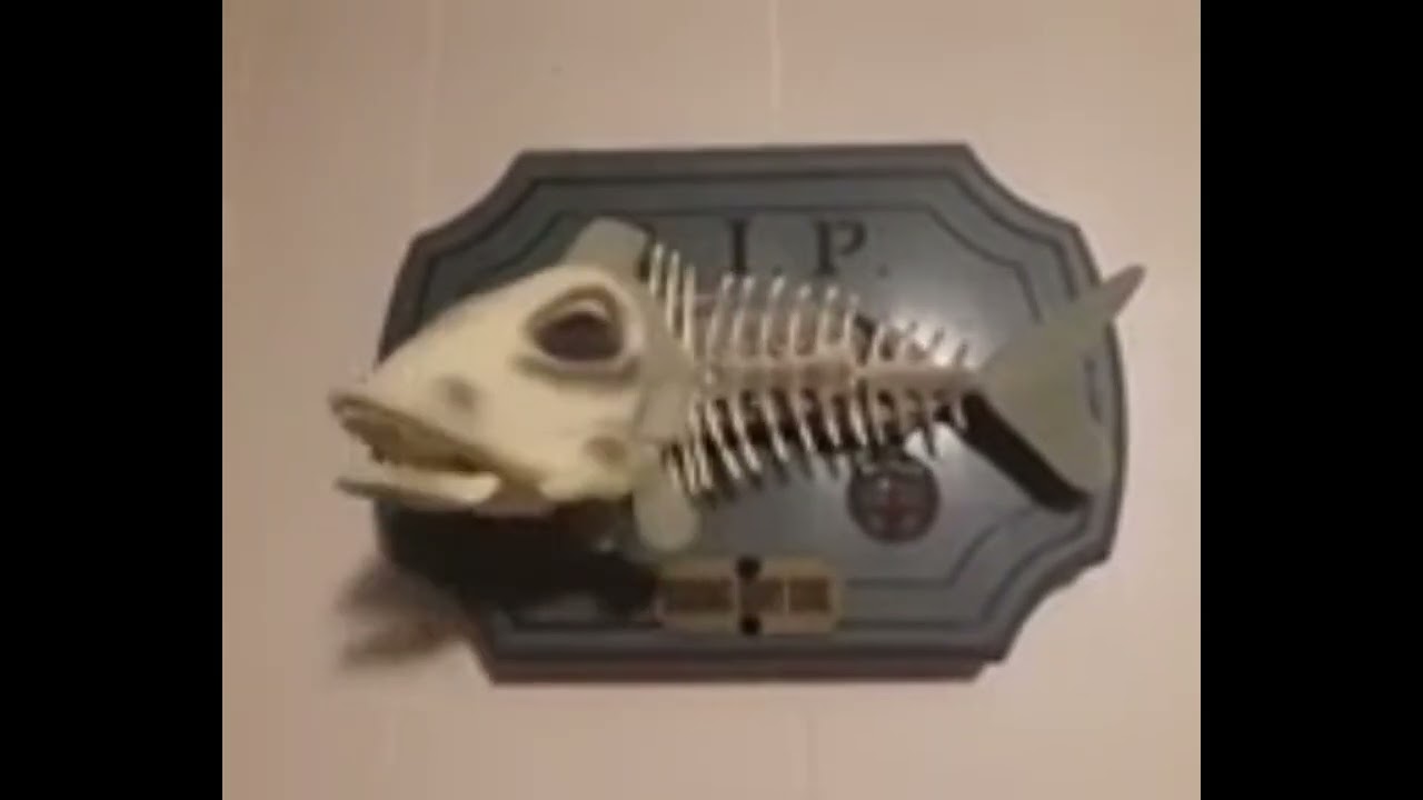 Fish singing 