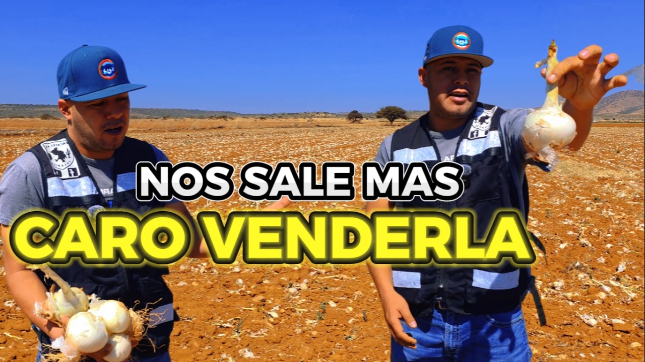 TONELADAS DE CEBOLLA TIRADAS EN LOS CAMPOS, PREFIERO DEJARLA TIRADA A REGALAR MI TRABAJO