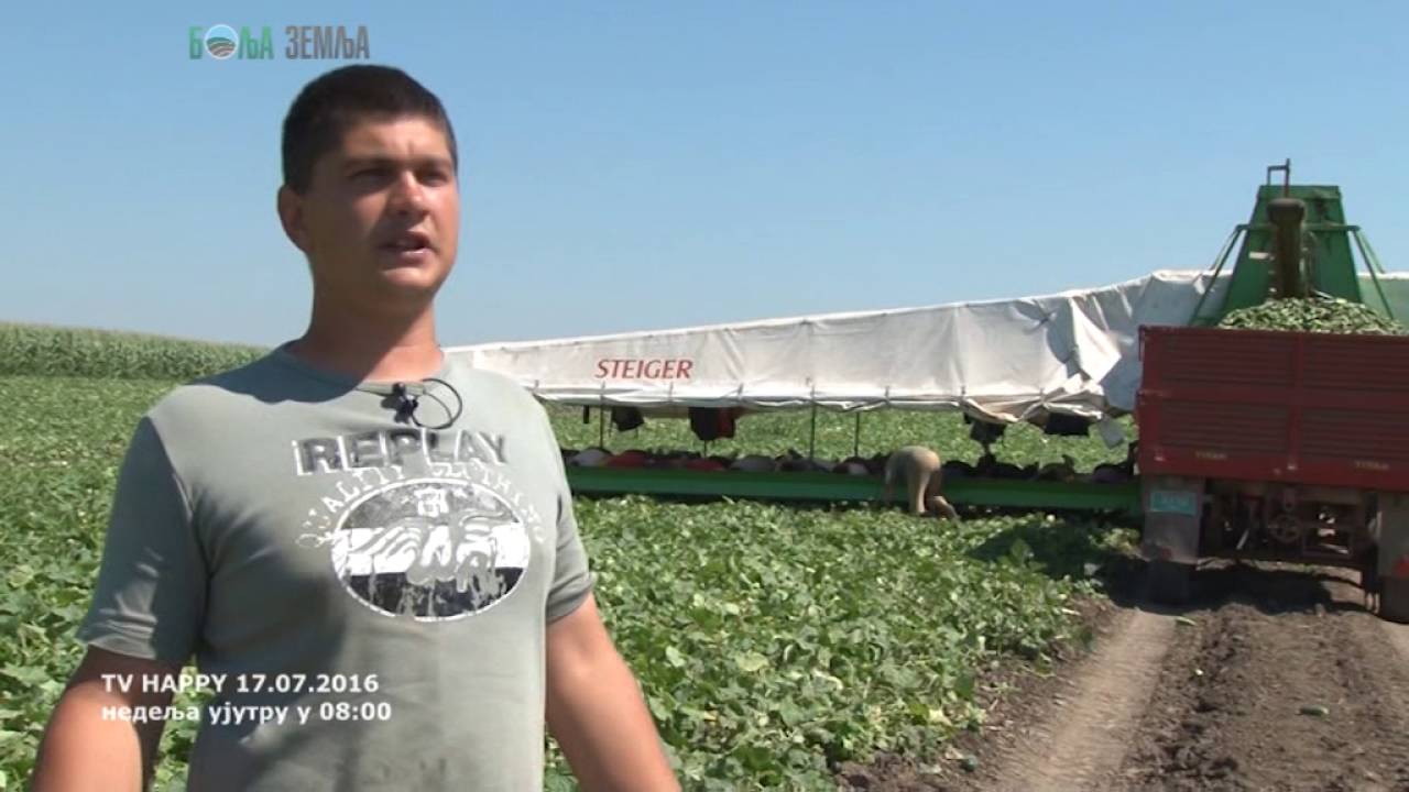 Berba kornisona - kako do vrhunskog kvaliteta i izvoza za Nemacku