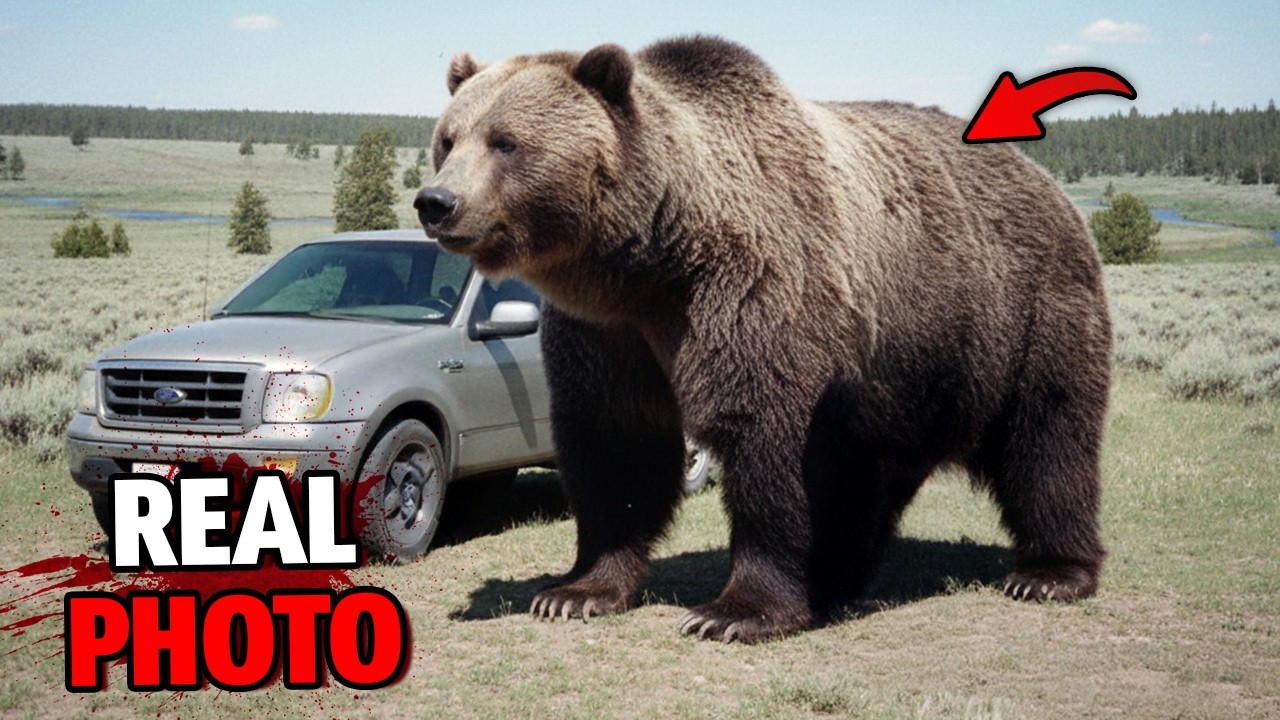 U.S. Wildlife Officials JUST Discovered a Monster Grizzly Bigger Than Ever!