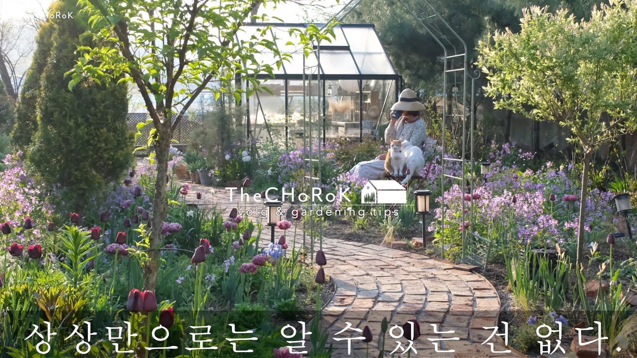 보라꽃으로 가득한 정원 | 보라유채 | 튤립 | 4월의 정원 일상, 풍경 | 초록가든