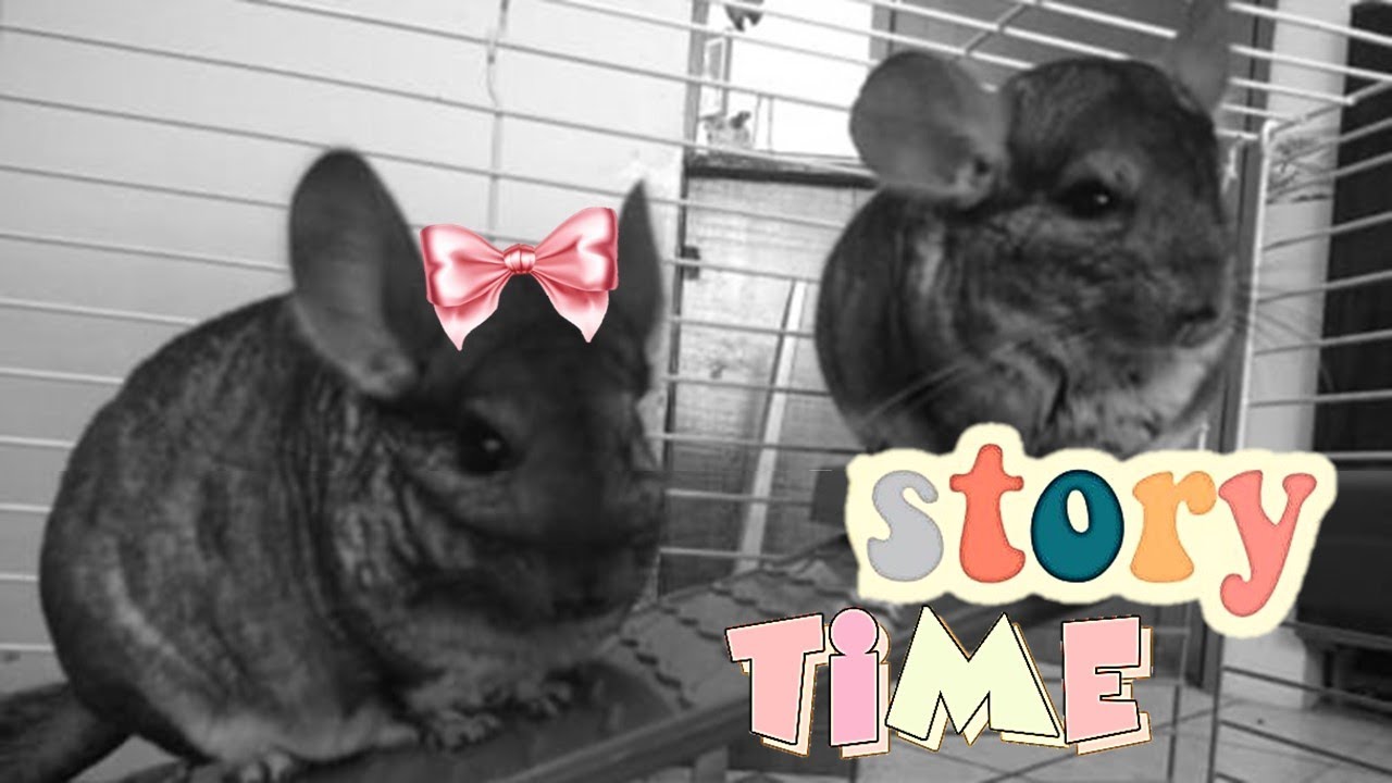 Cómo me enteré que mi chinchilla macho era hembra