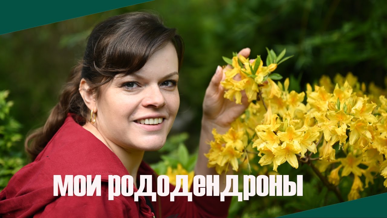 Неприхотливые рододендроны для Подмосковья /Хмель - агрессор /Аквилегия - цветок для романтиков