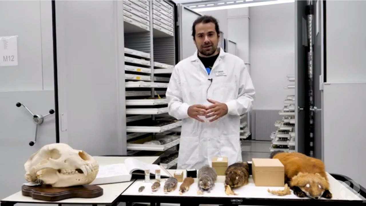 Mammal Mandibles and Teeth: How They Help Scientists Identify and Study Species